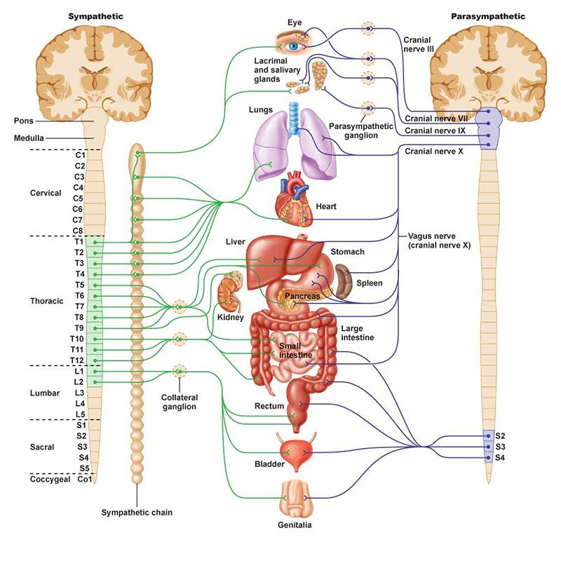 Nervous system 